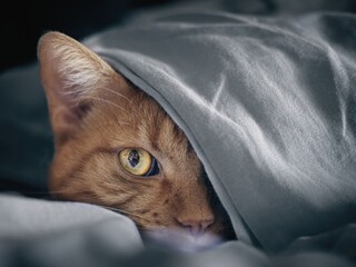 Cute red cat hiding under the blanket and looking curious at camera.