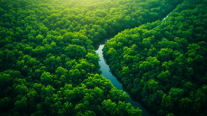 Amazing river and green forest in summer. Aerial view of wildlife in Poland, Europe