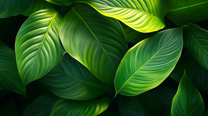 Spathiphyllum cannifolium leaf concept, dark green abstract texture, natural background, tropical leaves in Asia and Thailand