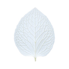 Obraz premium Detailed white leaf on a transparent background