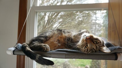 Striped tabby cat lying on window perch with head turned upside down looks at camera