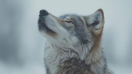 majestic wolf howling against a stark white background, embodying a sense of freedom and wild nature, capturing the essence of this powerful creature in a minimalist style