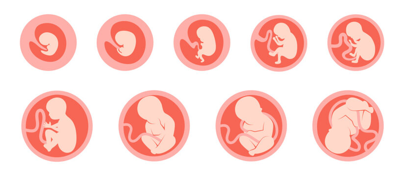 Baby, human embryo icon set 9 in 1