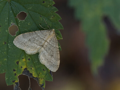 Buchen-Frostspanner (Operophtera fagata)