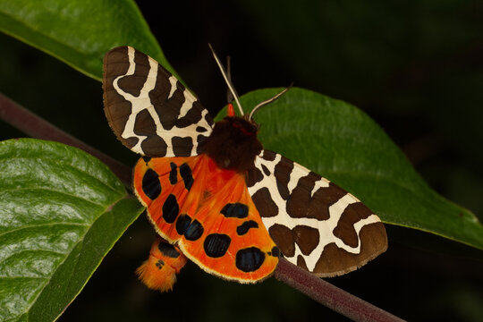 Brauner B&auml;r (Arctia caja)