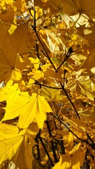 Yellow maple leaves on a tree on a sunny day in the autumn forest, close-up 