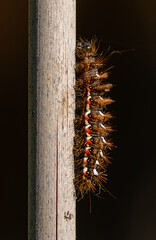 très belle chenille très nette, sur un décor sombre, elle est bien mise en valeur par un soleil puissant de l'automne