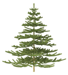 Fototapeta premium Christmas tree without decorations. 3d illustration isolated on white