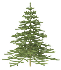 Fototapeta premium Christmas tree without ornaments. 3d illustration isolated on white