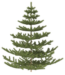 Fototapeta premium Realistic Christmas tree without decorations. 3d illustration transparent background