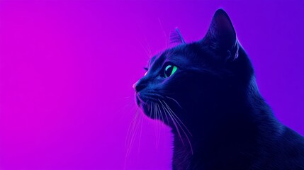 A black cat silhouetted against a vibrant purple and blue gradient background.
