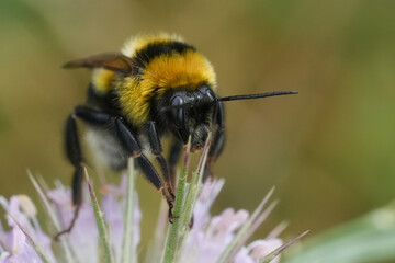 Closeup on a cute fluffy colorful queen European Large garden bumblebee, Bombus ruderatus on a pink flower