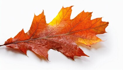 Fototapeta premium colorful autum oak leaf isolated on white background