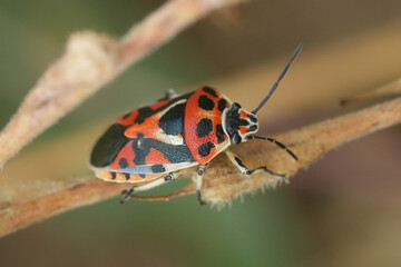 Closeup on a colorfull bright red and white European Eurydema ornata shieldbug, crawling on a twig