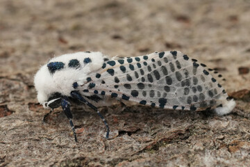 Closeup on the white speckled European Wood Leopard Moth, Zeuzera pyrina sitting on wood