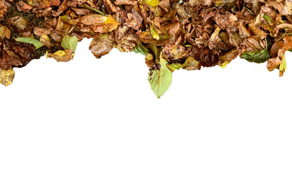 autumn leaves on the ground