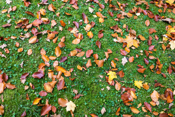 Abgefallenes Laub im Herbst auf dem Rasen von oben