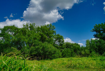 Obraz premium Summer landscape, clouds over the forest, green forest and sky
