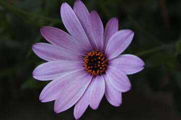 Fototapeta premium fiore macro