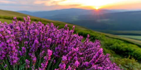 Obraz premium Lavender Field Sunset Landscape Purple Flowers Mountain Background