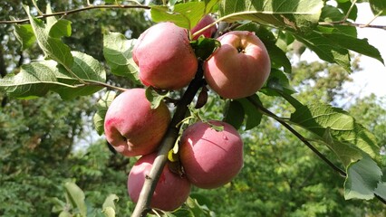 Ripe red apples on a tree branch with green leaves in a sunny orchard