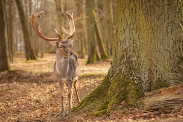 Common Fallow Deer Stands next to Tree Trunk in Autumn Forest in Europe. Majestic Furry Animal with Antlers in Czech Republic. © nicolecedik