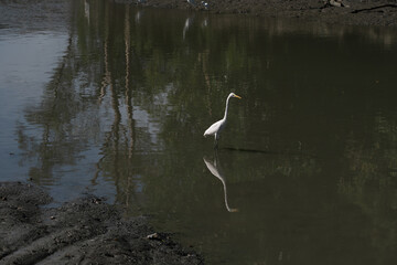 An egret wading in the water, poised for hunting.