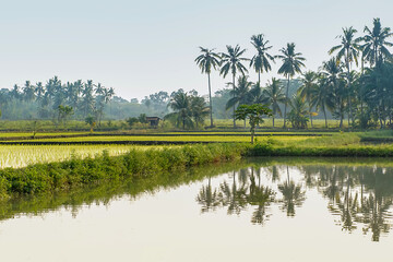 The scenery of the countryside is beautiful with rice fields and coconut trees. The air is fresh and the atmosphere is calm. The beauty of Indonesian nature.