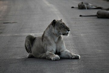 lioness on road monochrome