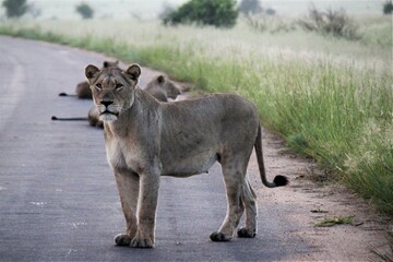 alert female lion on road