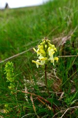 Knolliges Läusekraut, Knollen-Läusekraut // Long-beaked yellow lousewort (Pedicularis tuberosa)  - Kopaonik Nationalpark, Serbien