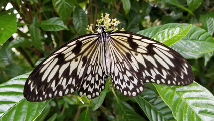 Butterfly on a leaf