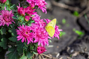 A beautiful bright butterfly collects nectar on autumn flowers. Insects. Close up.