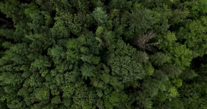 Drone Top View of Evergreen Trees in Forest Canopy