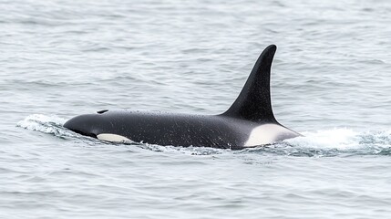 Obraz premium A close-up of an orca swimming in ocean waters.