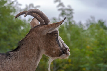 Koza z imponującymi rogami i (nie mniej imponującą) brodą na tle zieleni. Rogata bestia patrzy przed siebie, jakby pogrążona w „kontemplacyjnej myśli”. © Grzegorz
