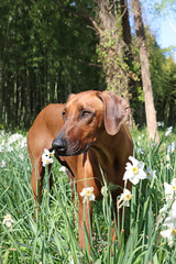 Rhodesian Ridgeback in a field of daffodils