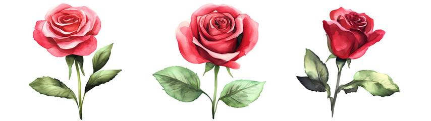 Fototapeta premium A set of watercolor roses