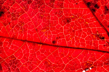 leaf, structure, patterns, nature, botany, flora, color, backlit
