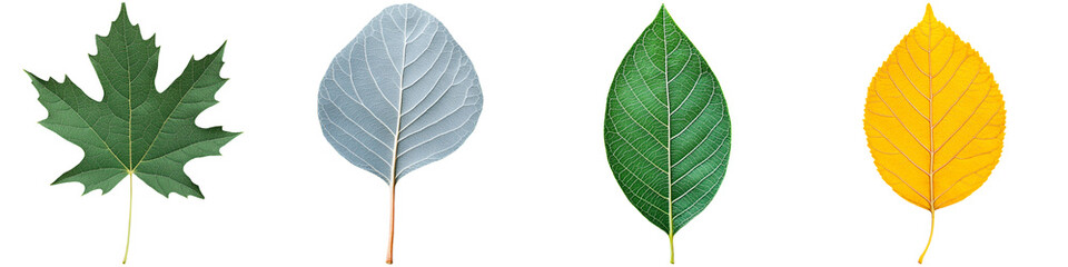 A display of various leaves showcasing different shapes and colors against a black background, emphasizing nature's diversity.