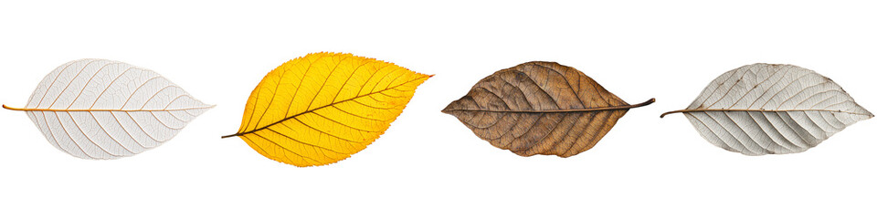 Fototapeta premium A series of leaves in varying colors, showcasing the transition from green to yellow and brown, symbolizing the changing seasons.