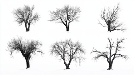 Obraz premium set 6 tree isolated on white