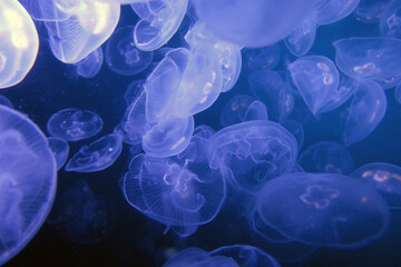 Ohrenquallen - Aurelia aurita - common jellyfish