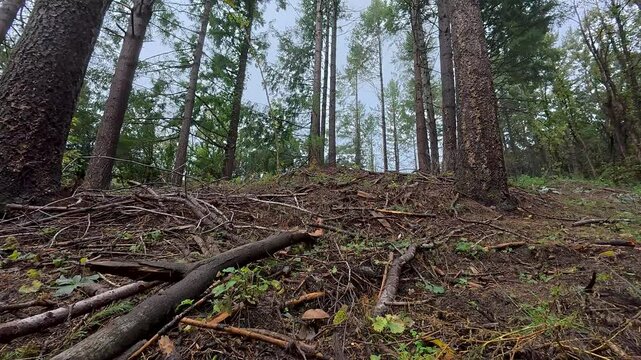 Lake's bolete mushroom (Suillus lakei), tall pine trees, video from below