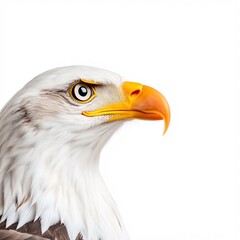 Fototapeta premium Adorable Eagle Holding Paintbrush in Its Beak
