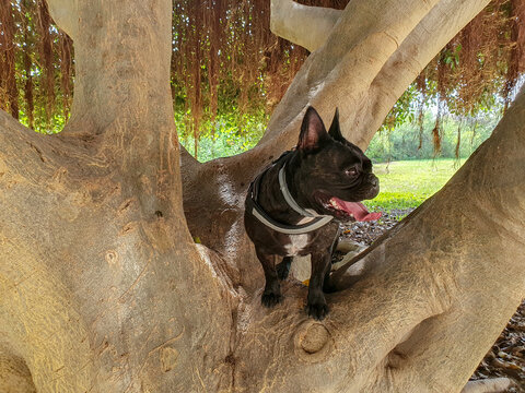 Bulldog franc&eacute;s subido a un &aacute;rbol.
