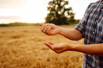 The hands of a farmer close up pour a handful of wheat grains in a wheat field. Rich harvest.