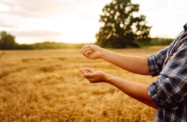 The hands of a farmer close up pour a handful of wheat grains in a wheat field. Rich harvest.
