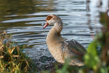 An adult Egyptian or Nile goose (Alopochen aegyptiaca) bathing in a pond near the shore