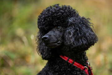 Close-up portrait of adorable black poodle head and muzzle looking sideways, outside
